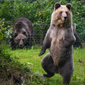 Bärendame Dushi
