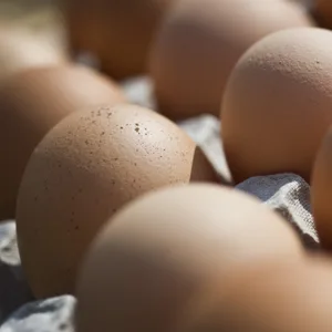 Eier Symbolbild