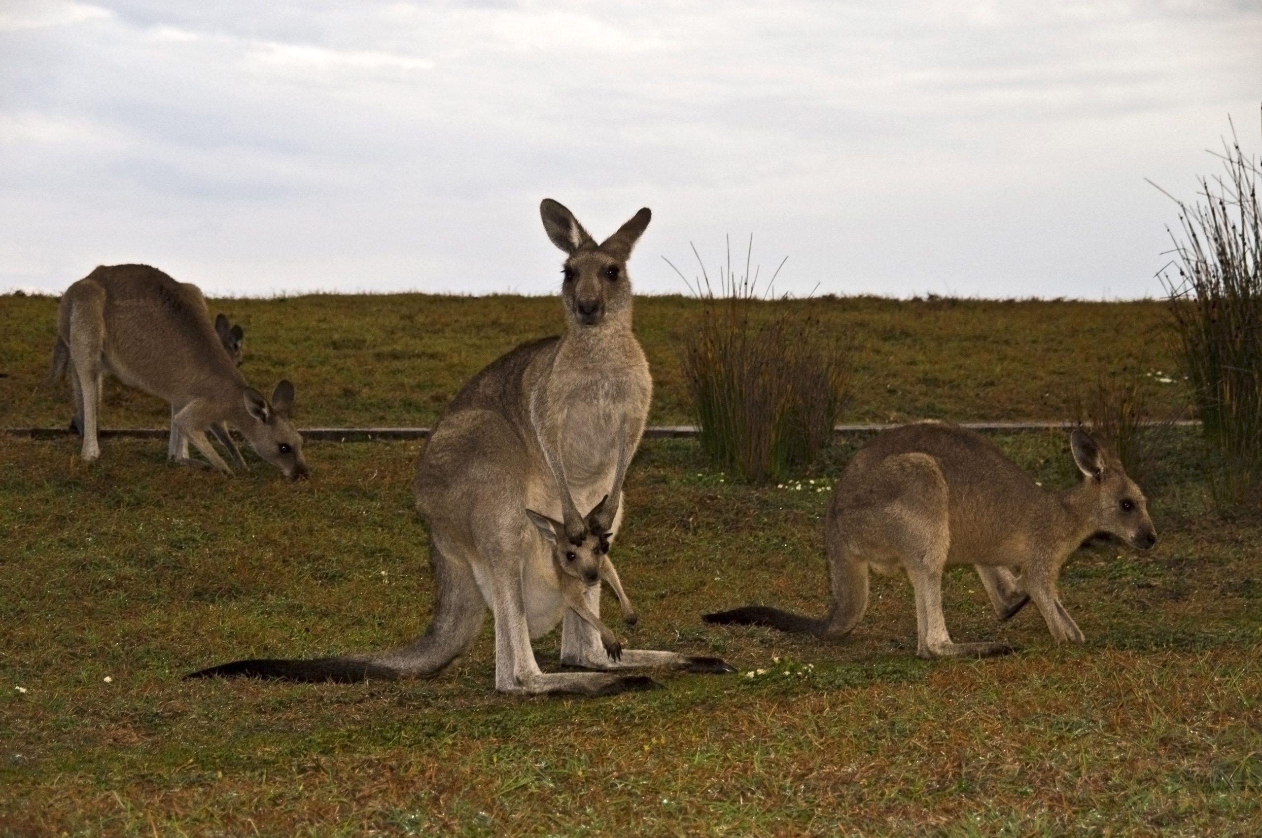 Kängurus Australien