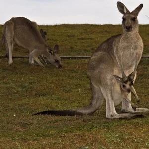 Kängurus Australien