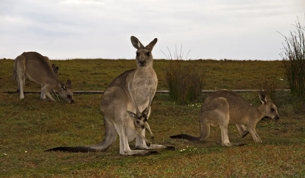 Kängurus Australien