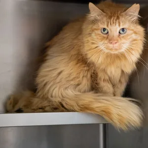 Eine Katze sitzt in einem Käfig des Katzenhauses im Tierheim an der Süderstraße.