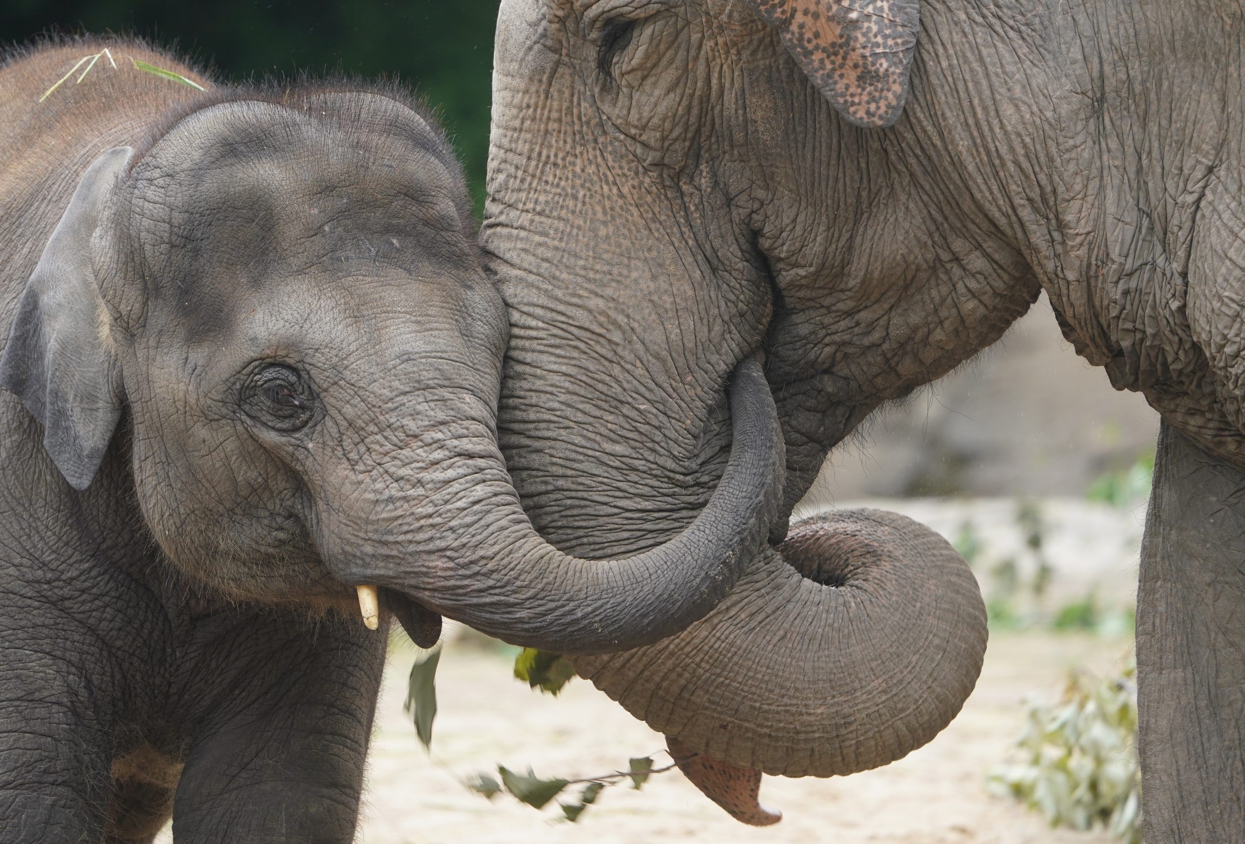Derzeit können die Elefanten im Tierpark Hagenbeck nur auf der Außenanlage beobachtet werden.