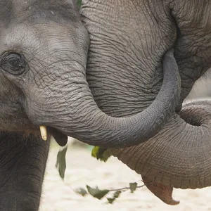 Derzeit können die Elefanten im Tierpark Hagenbeck nur auf der Außenanlage beobachtet werden.