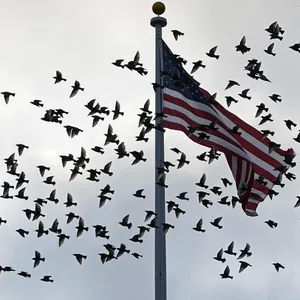 USA Flagge