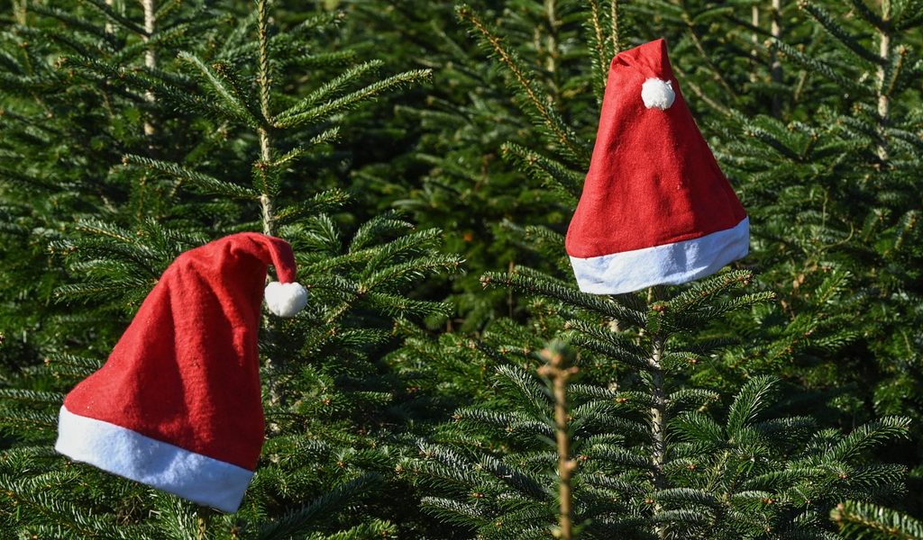 so teuer werden weihnachtsbaume in diesem jahr mopo