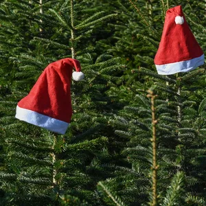Weihnachtsmannmützen stecken auf den Spitzen von Nordmanntannen.