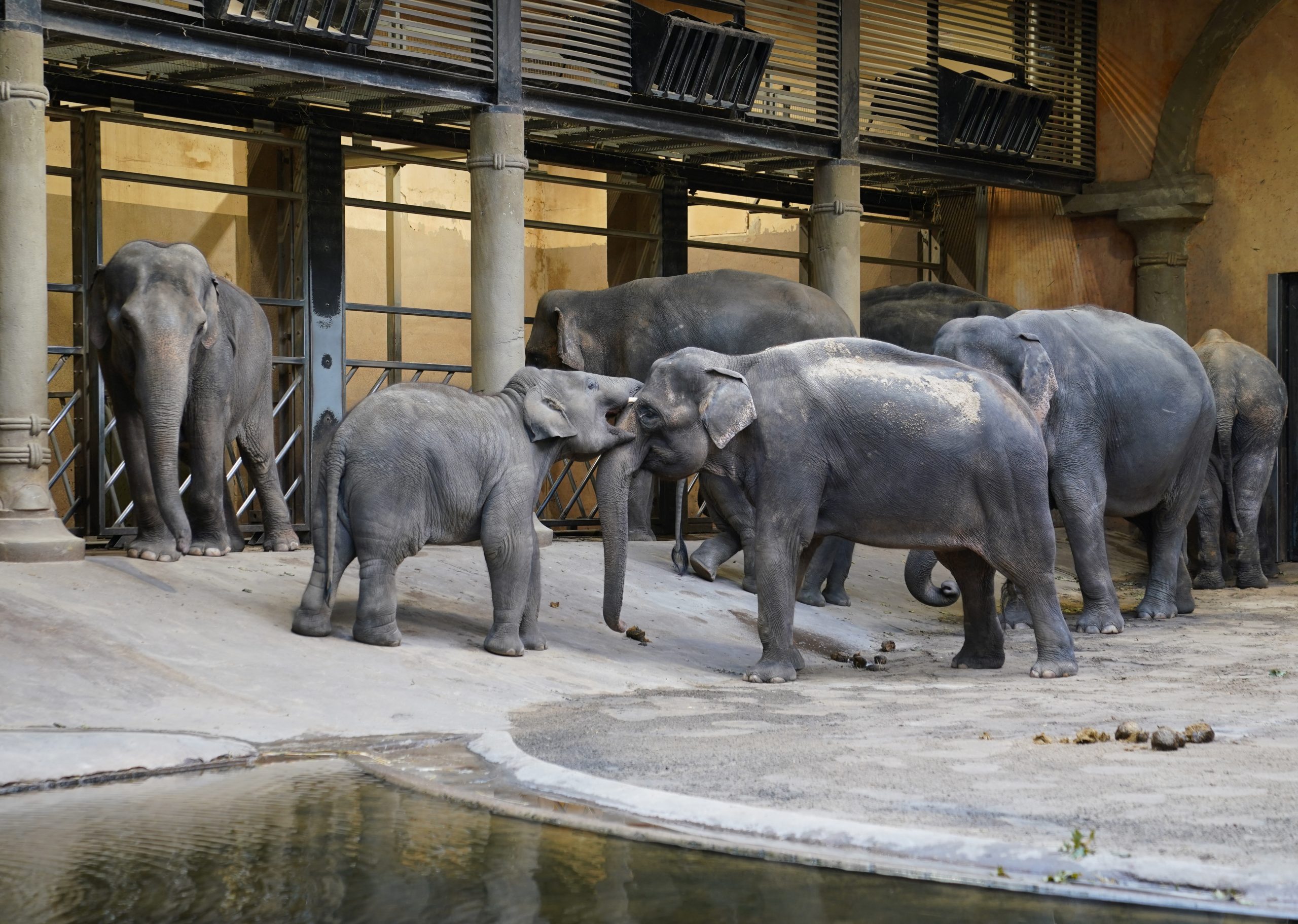 Elefanten im Tierpark Hagenbeck