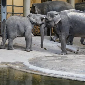 Elefanten im Tierpark Hagenbeck