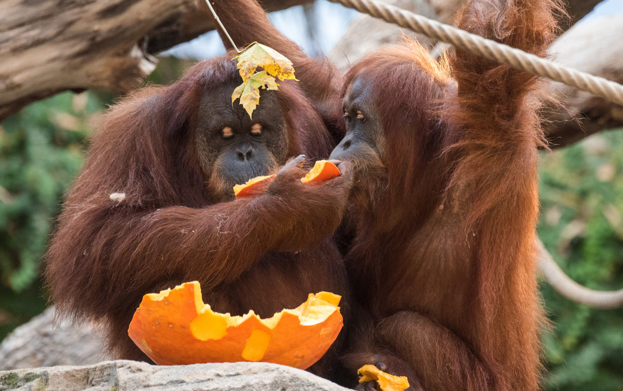 Zwei Orang-Utan-Affen fressen in Hagenbecks Tierpark während einer Überraschung zu Halloween ein Stück Kürbis.