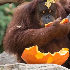 Zwei Orang-Utan-Affen fressen in Hagenbecks Tierpark während einer Überraschung zu Halloween ein Stück Kürbis.
