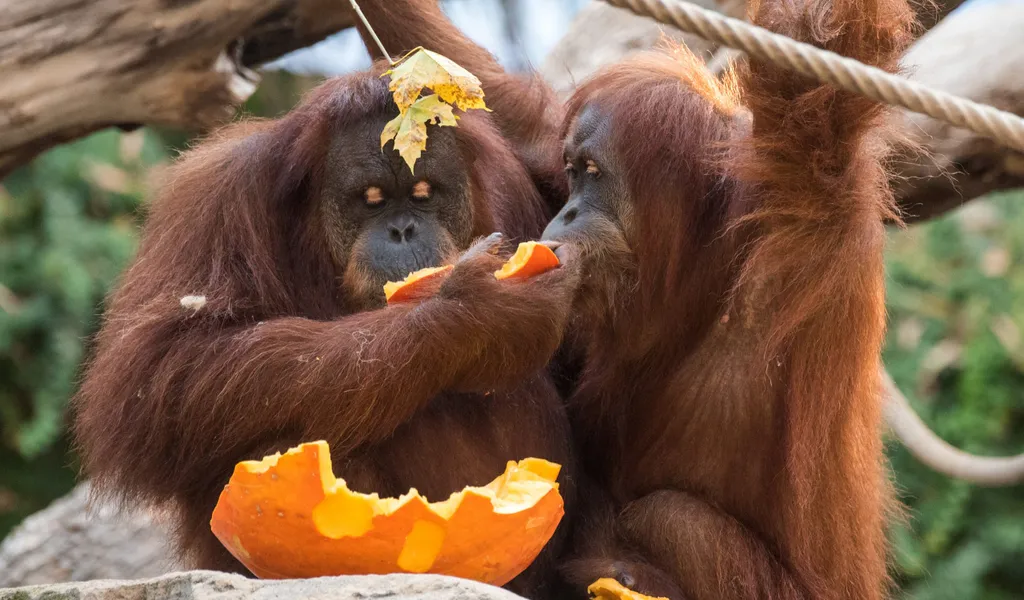 Zwei Orang-Utan-Affen fressen in Hagenbecks Tierpark während einer Überraschung zu Halloween ein Stück Kürbis.