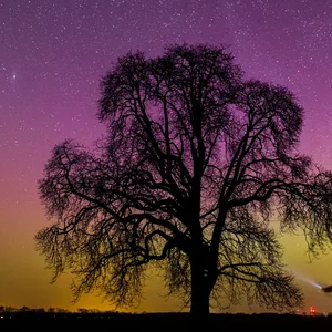 Ein Polarlicht leuchtet am Nachthimmel.