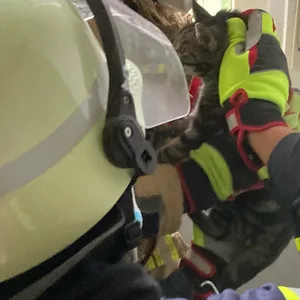 Feuerwehr rettet Katze