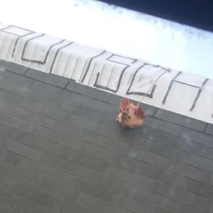 Hansa-Fans grüßen St. Pauli mit Schweinekopf