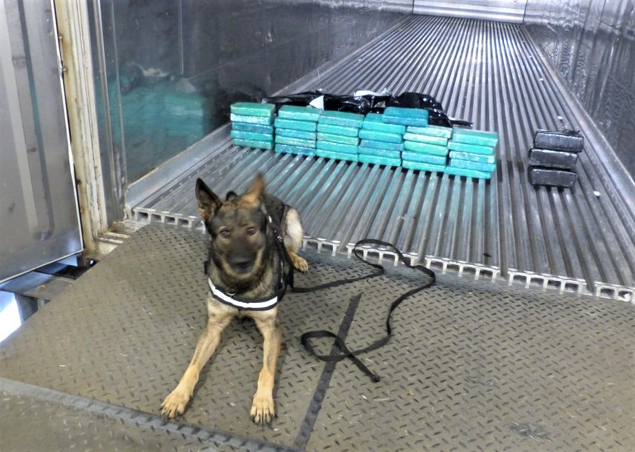 Kokain statt Bananen: Polizei findet 46 Kilo Koks in Container im JadeWeserPort