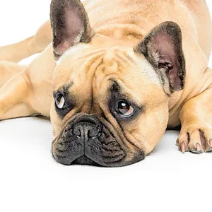 Französische Bulldogge
