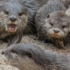 Kurzkrallenotter Nachwuchs Hagenbeck