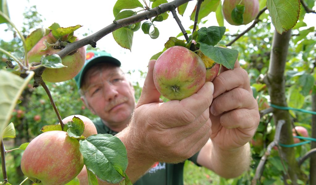 Hein Lühs pflückt Äpfel in seiner Plantage.