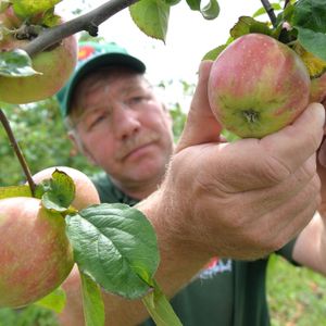 Hein Lühs pflückt Äpfel in seiner Plantage.