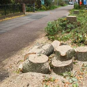 Kahlschlag in Wandsbek