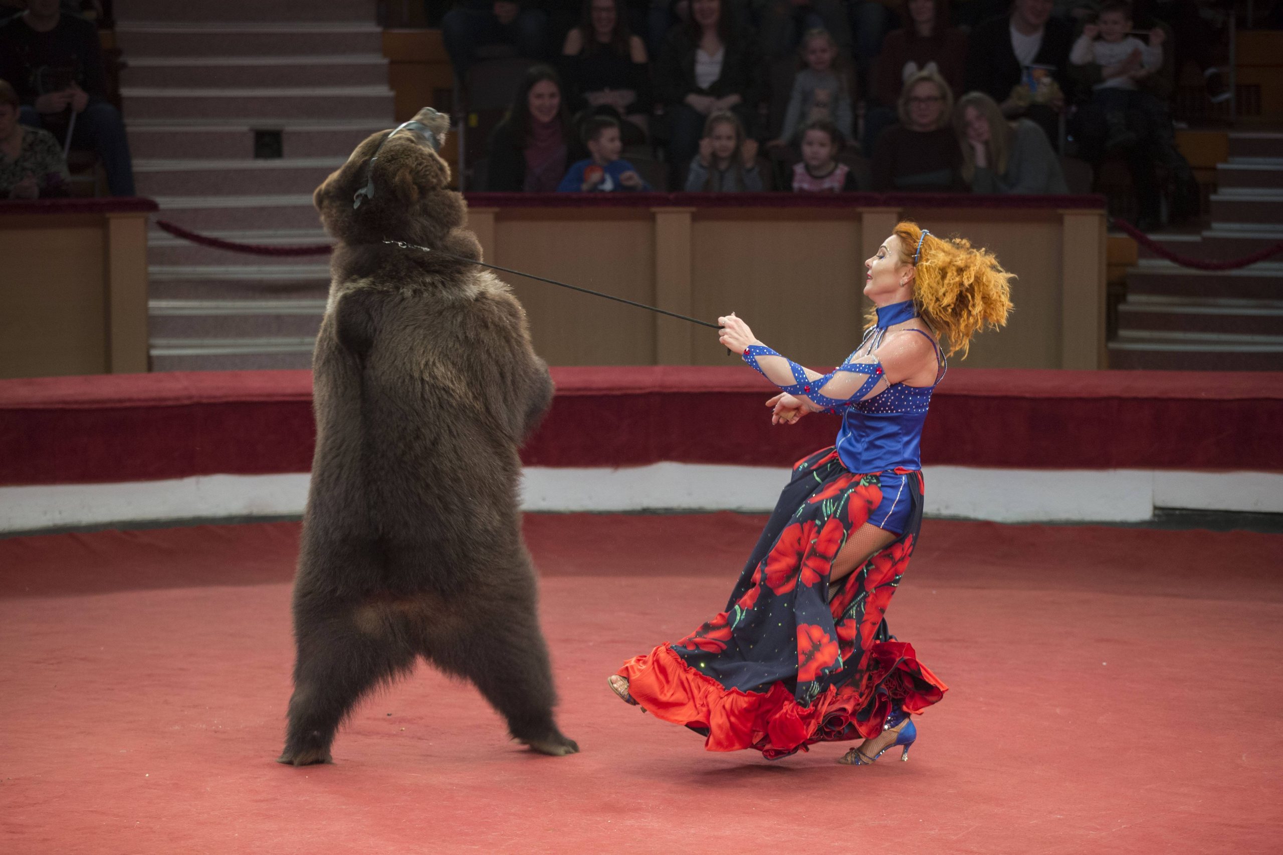 Eine Vorführung mit Bär in Belaus im Jahr 2019 - die Haltung von Zirkustieren gerät immer mehr in Kritik.