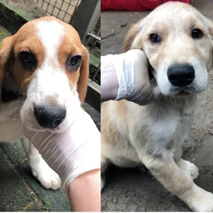 In Buchholz wurden diese Hundewelpen – zwei Beagles und ein Golden Retriever – ausgesetzt.
