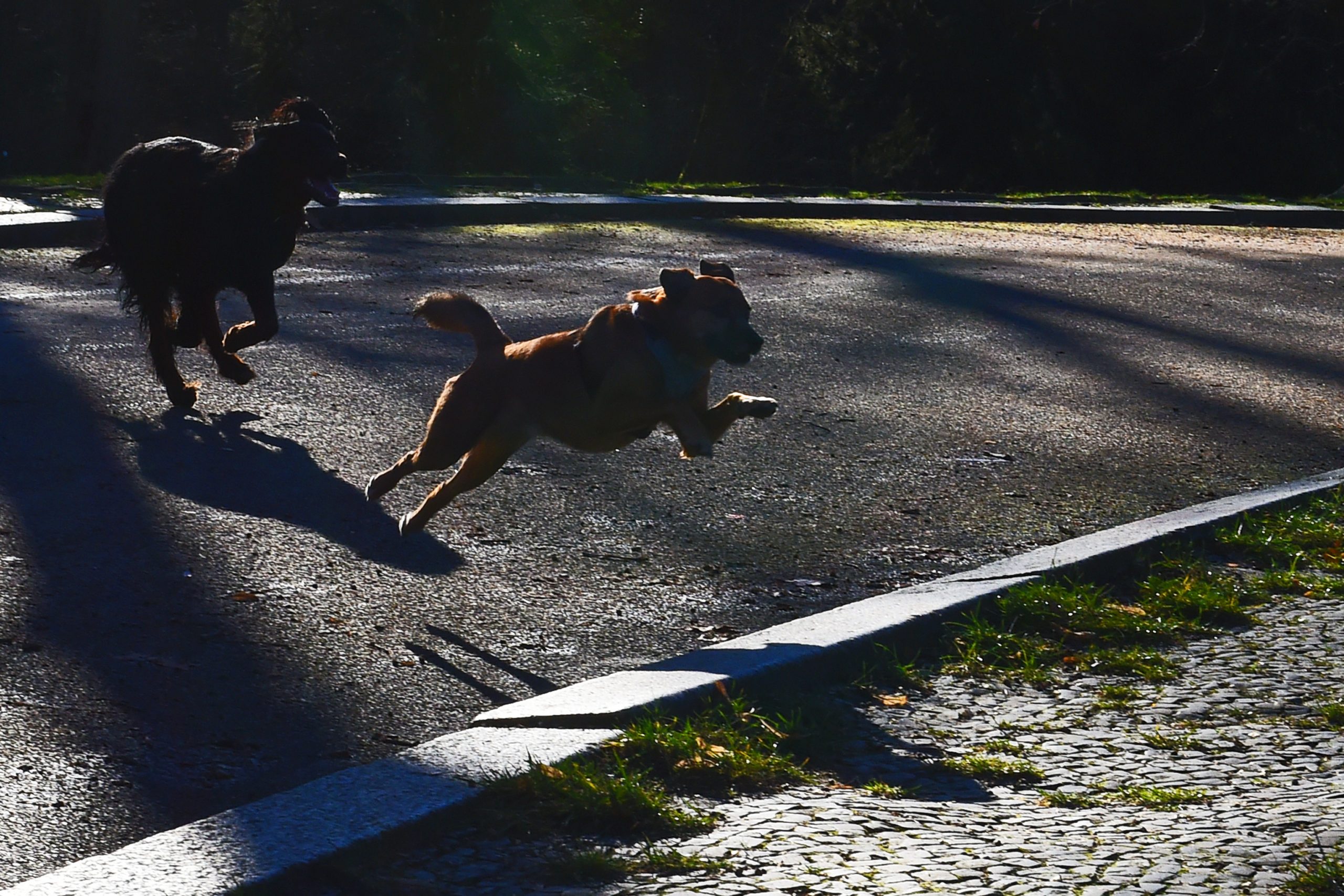 Zwei Hunde springen auf einem sonnenbeschienenen Weg im Park.