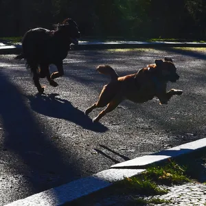 Zwei Hunde springen auf einem sonnenbeschienenen Weg im Park.