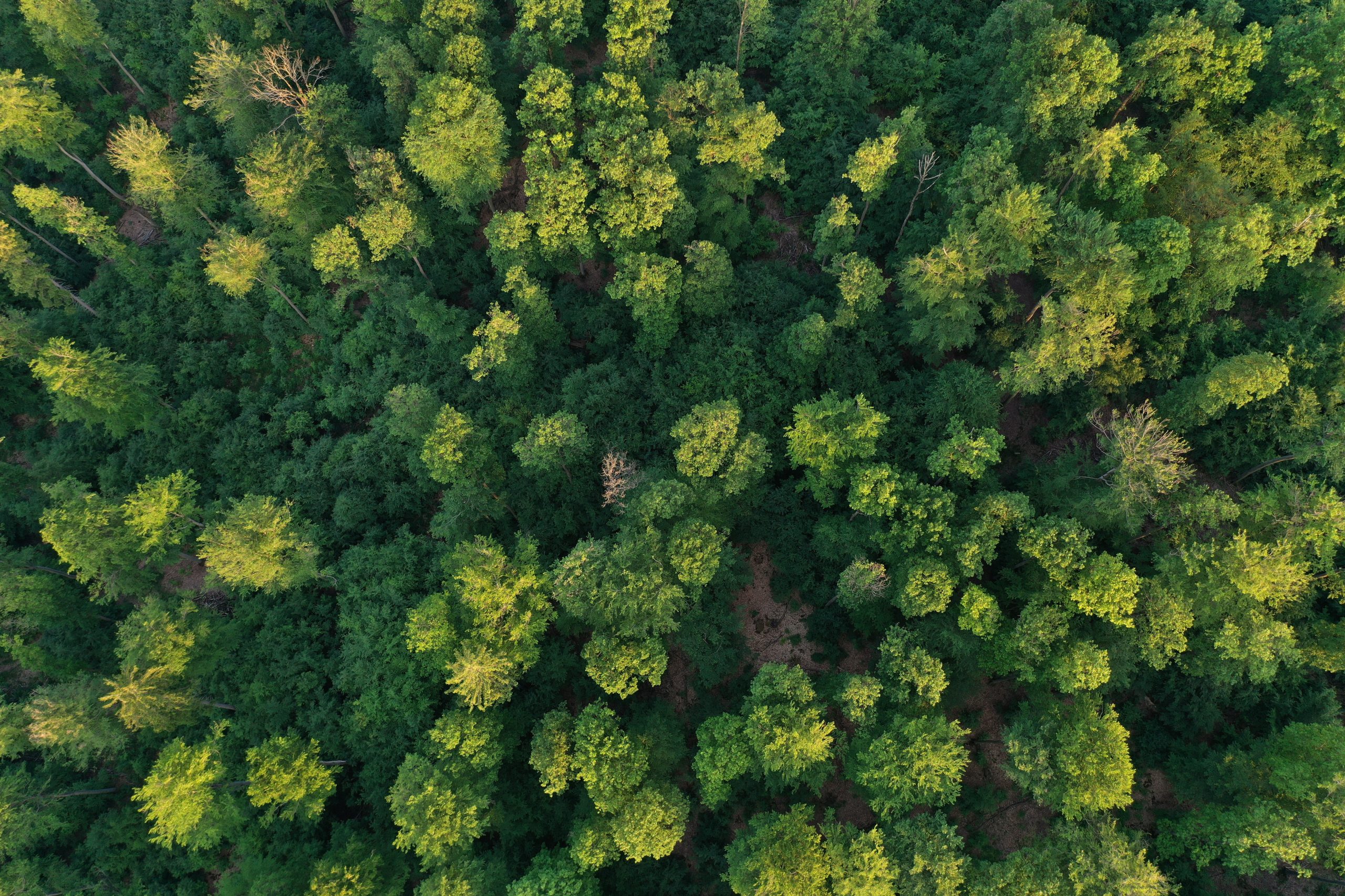 Für eine bessere Klimabilanz will Meck-Pomms Regierung fünf Millionen Bäume pflanzen.