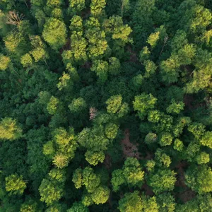 Für eine bessere Klimabilanz will Meck-Pomms Regierung fünf Millionen Bäume pflanzen.