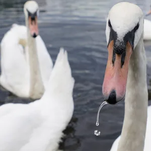 Alsterschwan