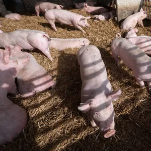 Schweinestall