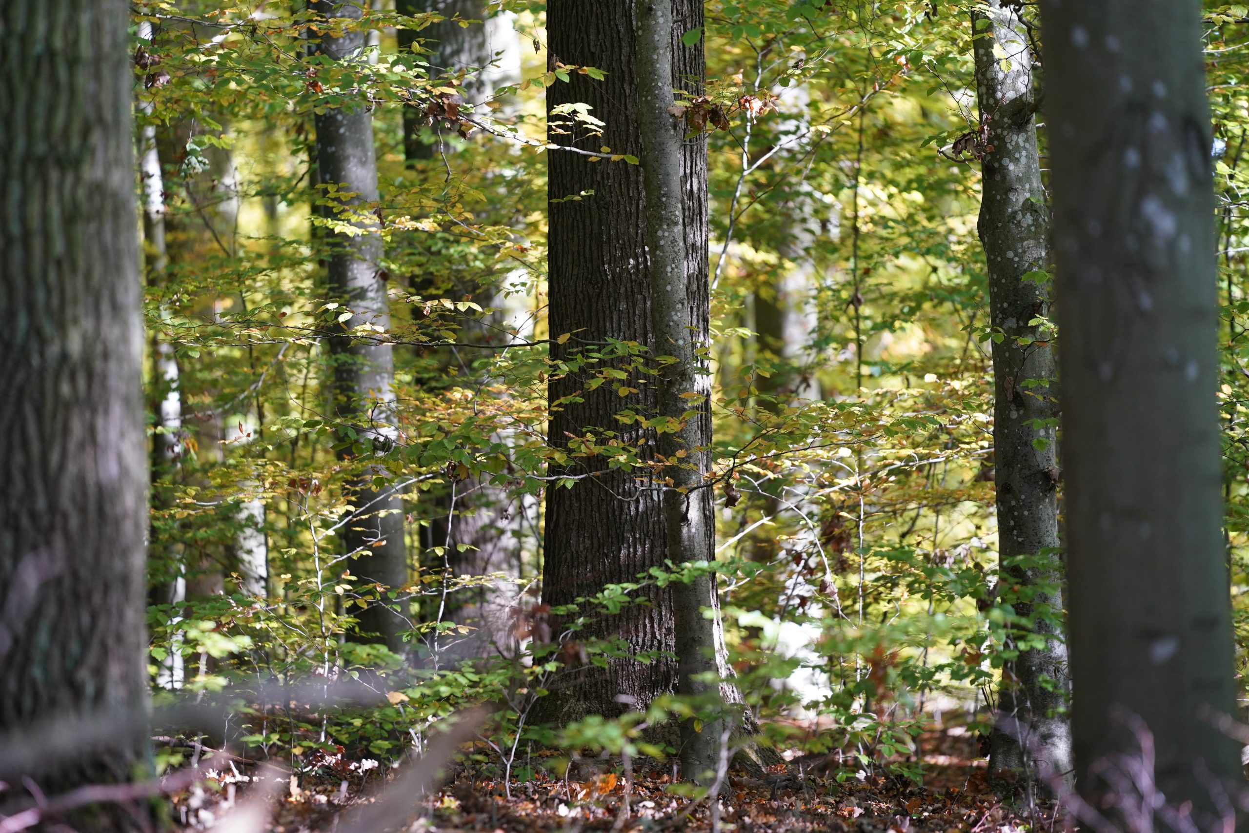 Lübecker Waldkonzept soll Wälder und Klima retten.