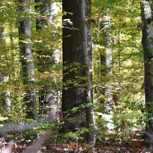 Lübecker Waldkonzept soll Wälder und Klima retten.