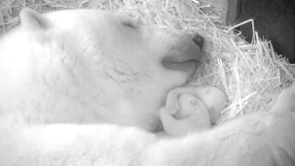 Im Rostocker Zoo brachte Bärenmutter Sizzel Zwillinge zur Welt.