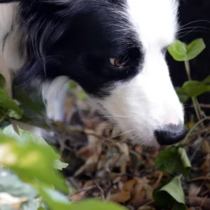 Gefahr für Hunde durch Giftköder