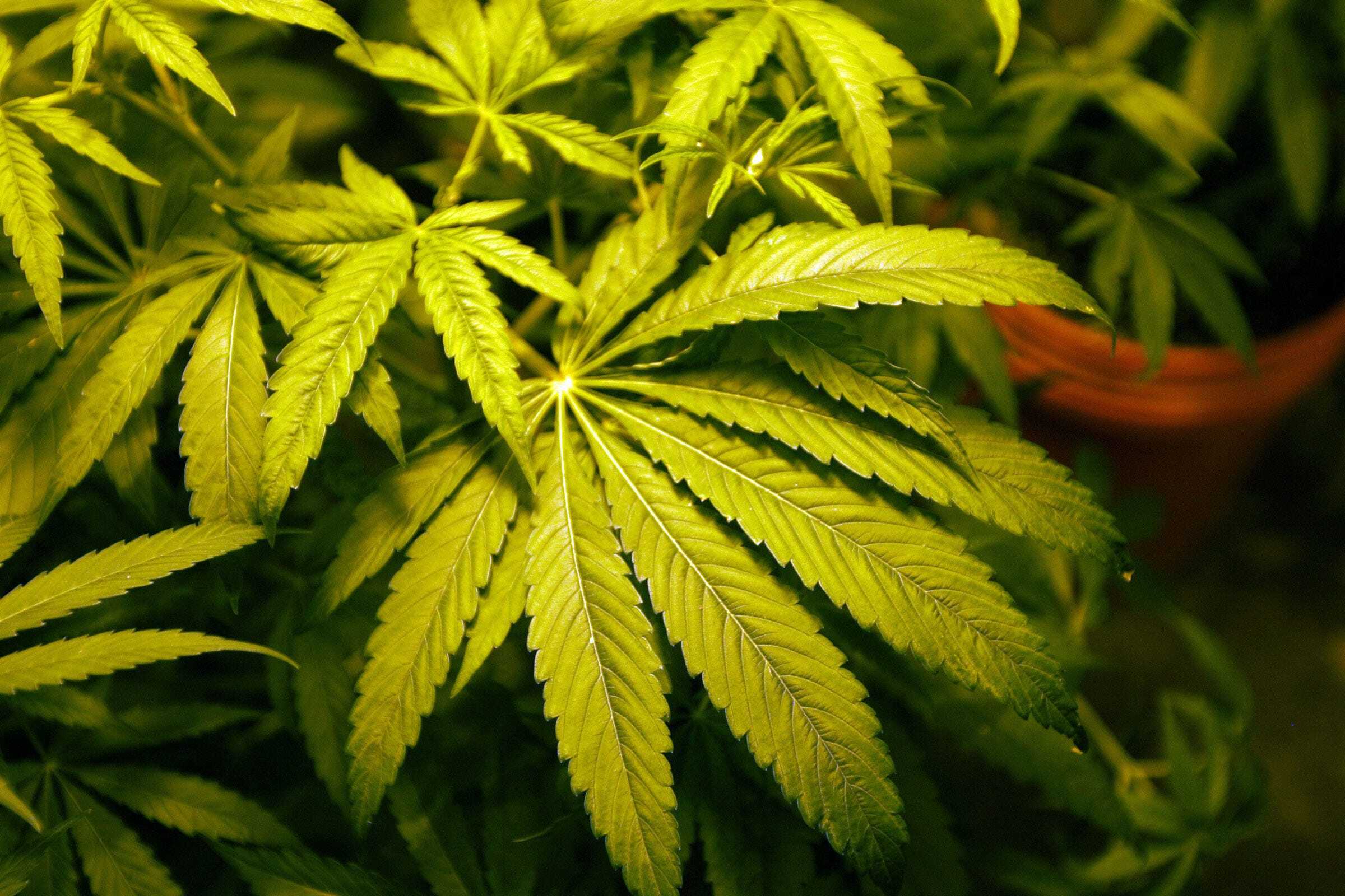 Cannabis, auch „Gras“ genannt (Symbolbild).