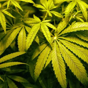Cannabis, auch „Gras“ genannt (Symbolbild).