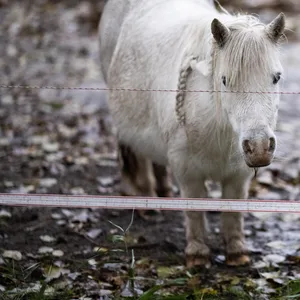 Ein Pony auf der Suche nach Nahrung vor einem Supermarkt in Grimmen (Symbolbild)