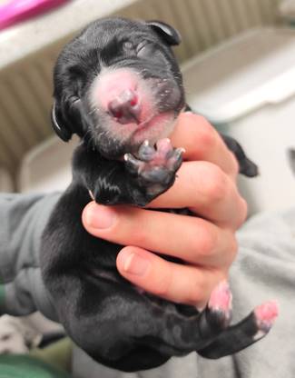 Der kleine Welpe Frankie wurde neben einer Mülltonne in Ottensen gefunden.
