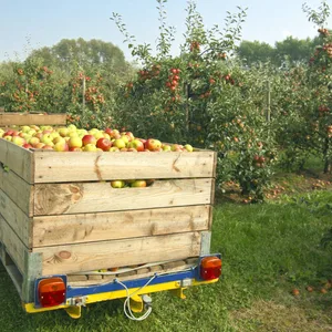 Apfelernte Obstbäume Altes Land