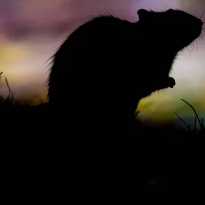 Eine Ratte hat am Mittwochmorgen für einen Kurzschluss bei der Hochbahn gesorgt. (Symbolbild)