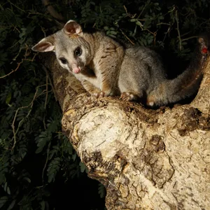 Possum Neuseeland Geisel