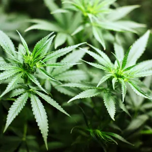 Cannabis Legalisierung
