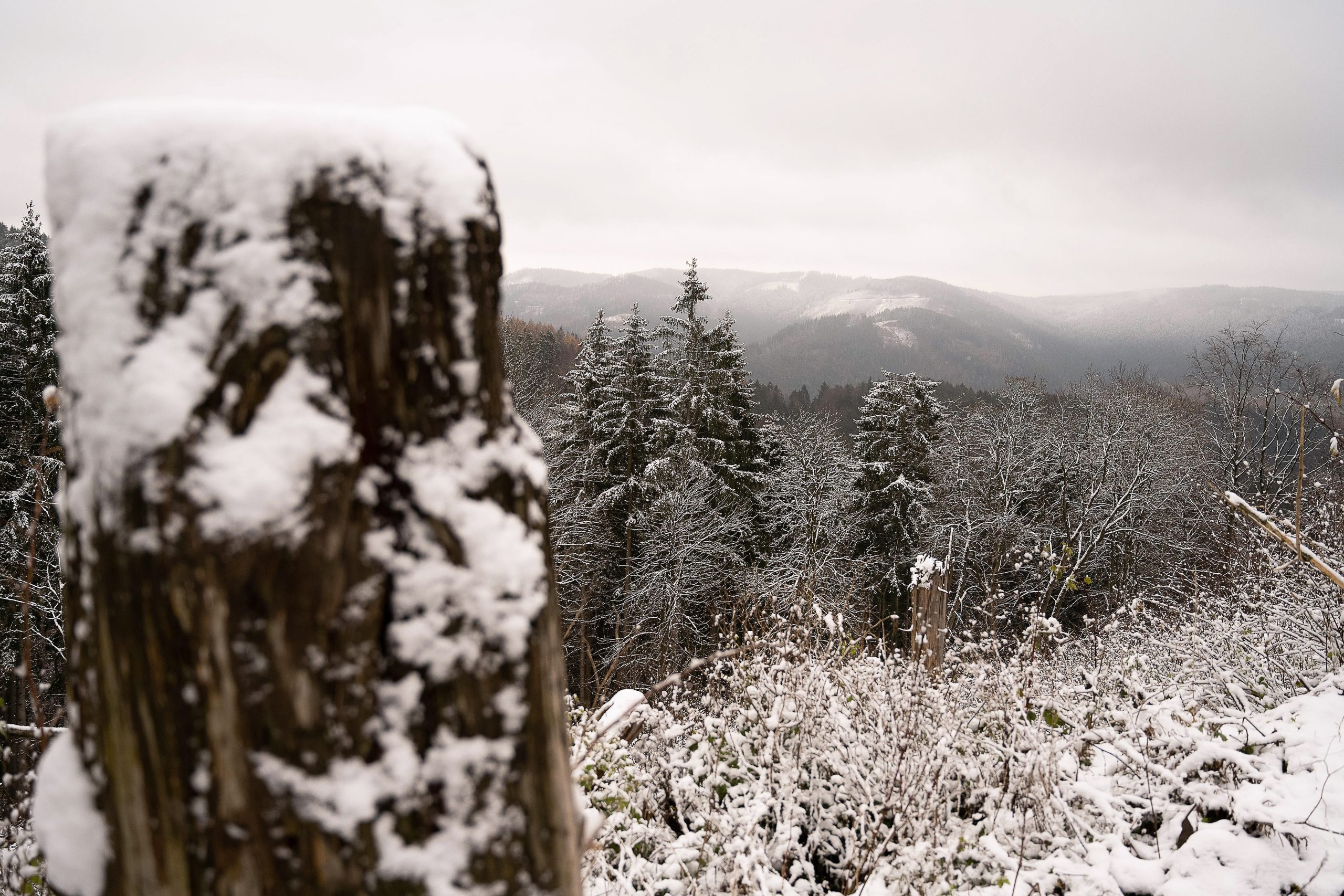 Mit Schnee bedeckt sind Bäume und Gräser im Harz.