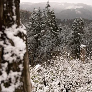 Mit Schnee bedeckt sind Bäume und Gräser im Harz.