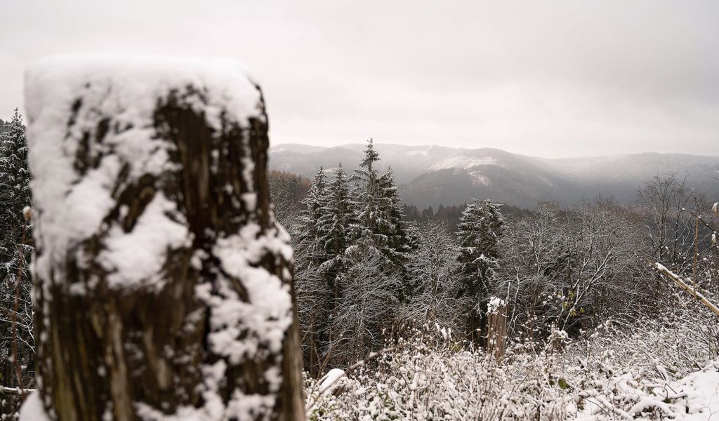 Mit Schnee bedeckt sind Bäume und Gräser im Harz.