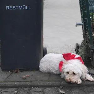 Hamburger Tierschutzverein stoppt Vermittlung an Weihnachten