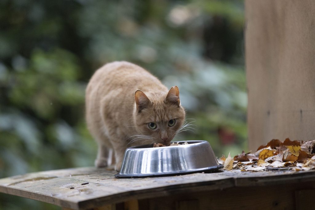 Der Kater Lemmy beobachtet uns, während er frisst.